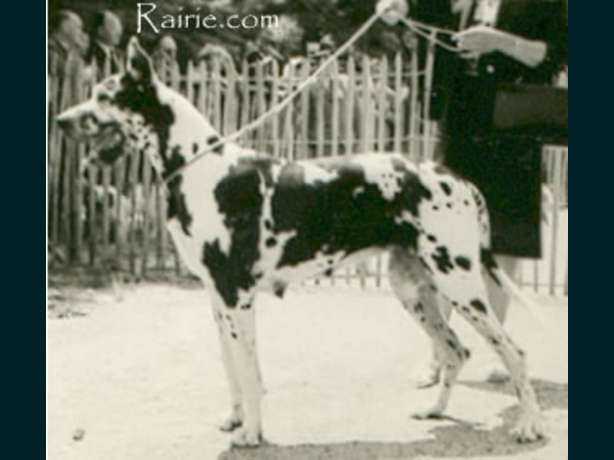 Ninni  vom Krähbach | Great Dane 