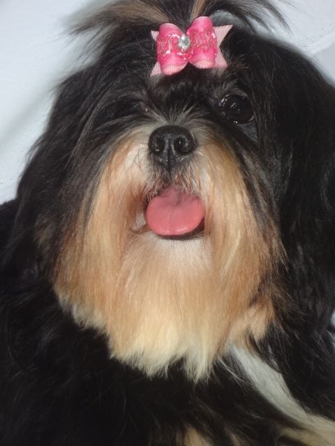 Monica Lhasa Mares de Mel | Lhasa Apso 