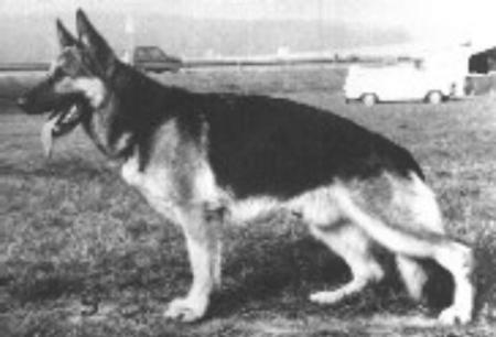 Harko von der Bayernwaldperle | German Shepherd Dog 