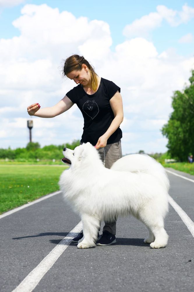 LAPAAZORA OCEAN WHITE AND FLUFFY | Samoyed 