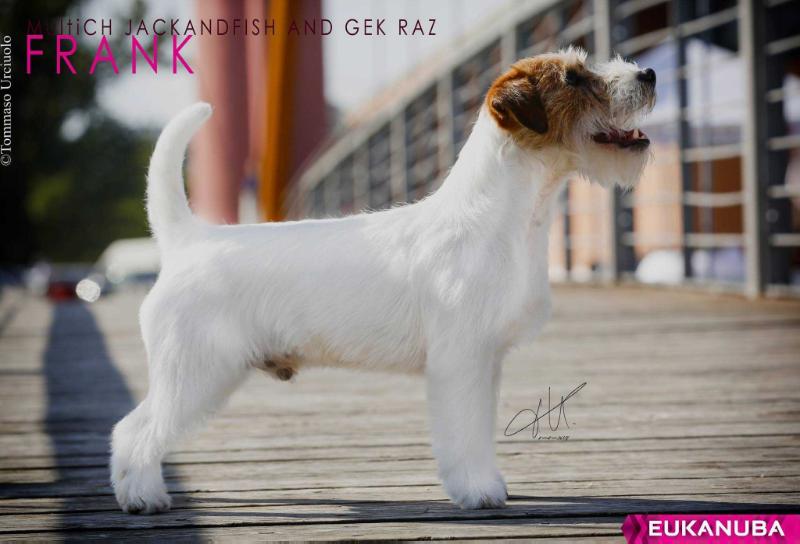 JACKANDFISH AND GEZ RAZ | Jack Russell Terrier 