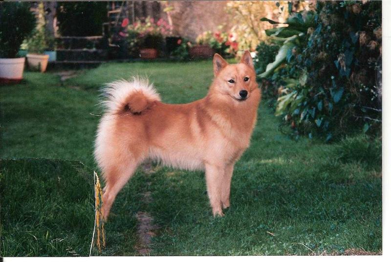 MAJORI de la Cascade des Jarreaux | Finnish Spitz 