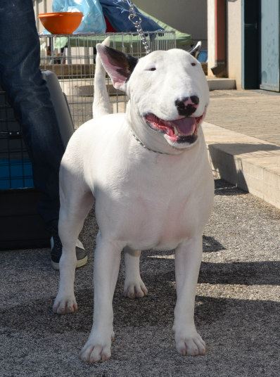 kenperlavascoatbullistar | Bull Terrier 