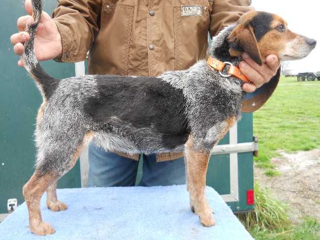 Scroghams Blue Sis | Beagle 