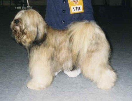 IAM-BAMBABIBI ERBOS | Tibetan Terrier 