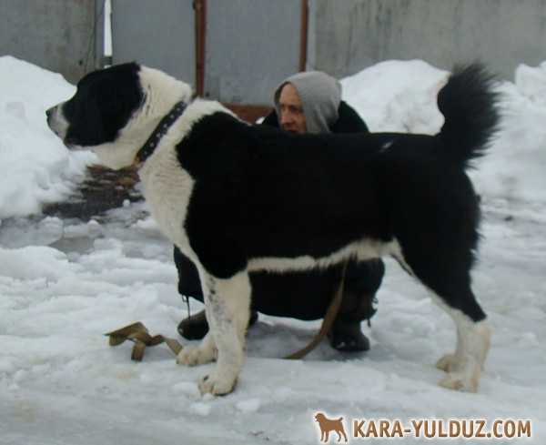 Goyun Ichi Kara Yulduz | Central Asian Shepherd Dog 