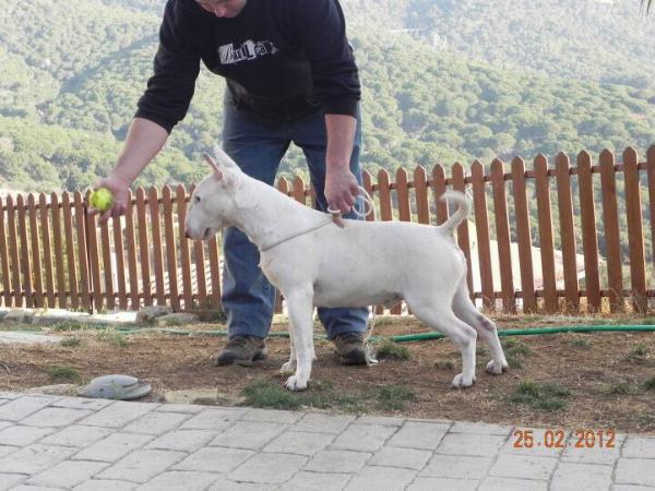 Tomy Wais de Where is the Magic | Bull Terrier 