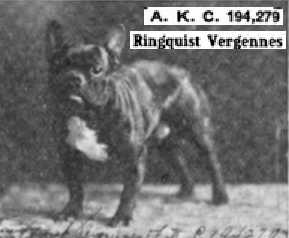 Ringquist Vergennes (194279) | French Bulldog 