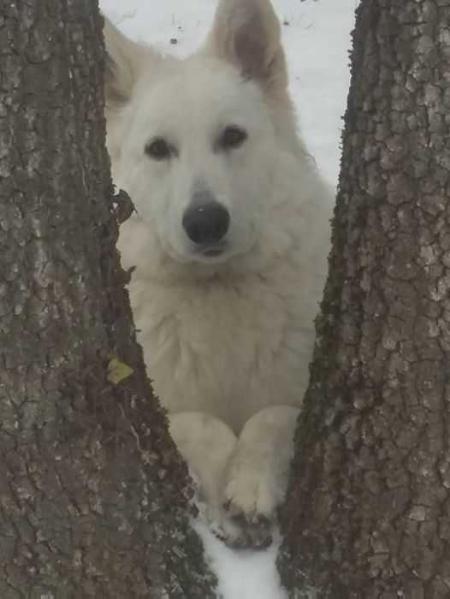 Maya Des Ecrins de Sirius | White Swiss Shepherd Dog 