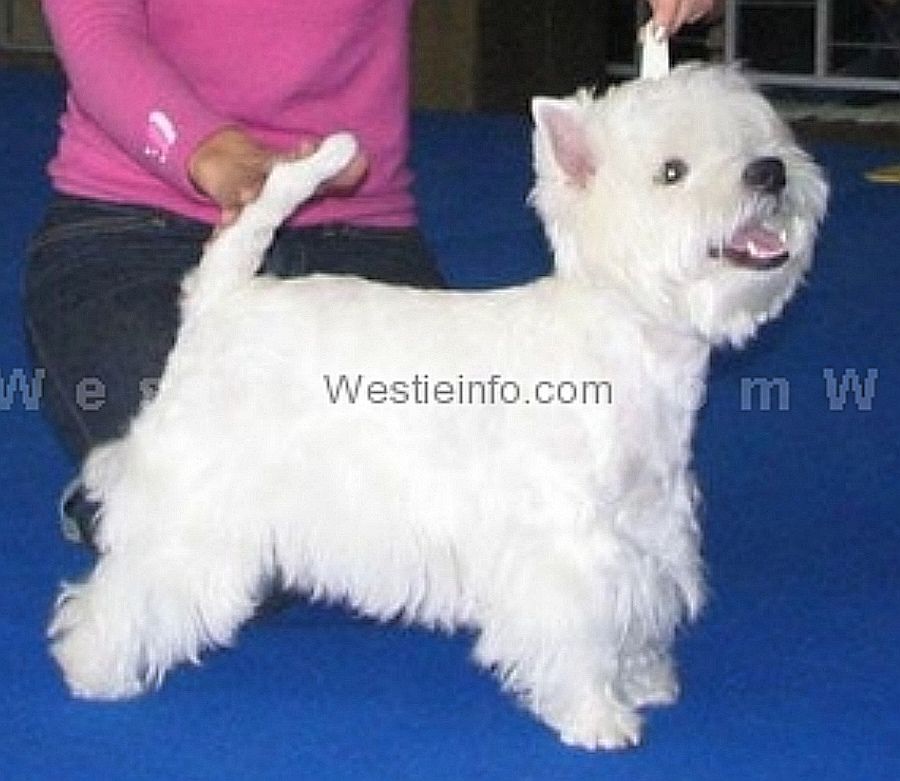 Punch of Surprise | West Highland White Terrier 