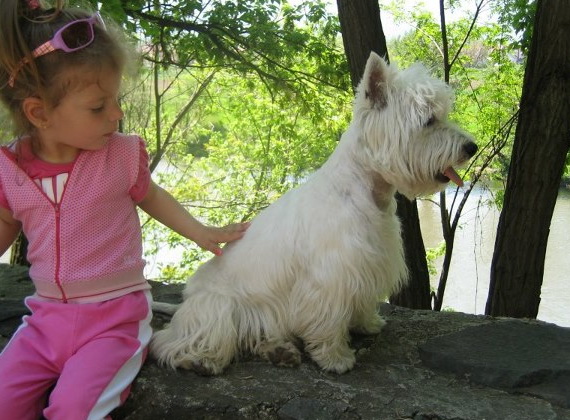 Ryco jr-72425 | West Highland White Terrier 