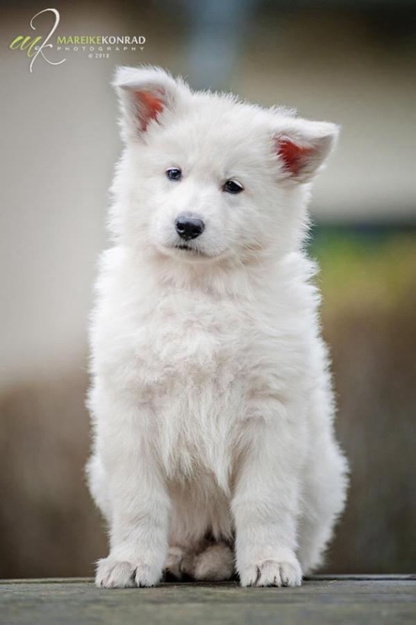 White Dream Dancer Bayala Sun | White Swiss Shepherd Dog 