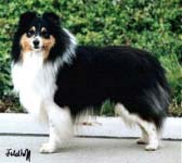 Semitar Balloo | Shetland Sheepdog 