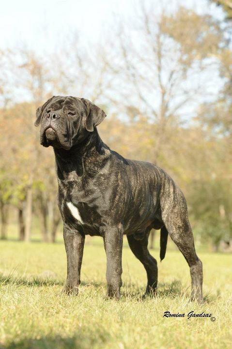 BULLSTOCK 'S TANGO | Bullmastiff 