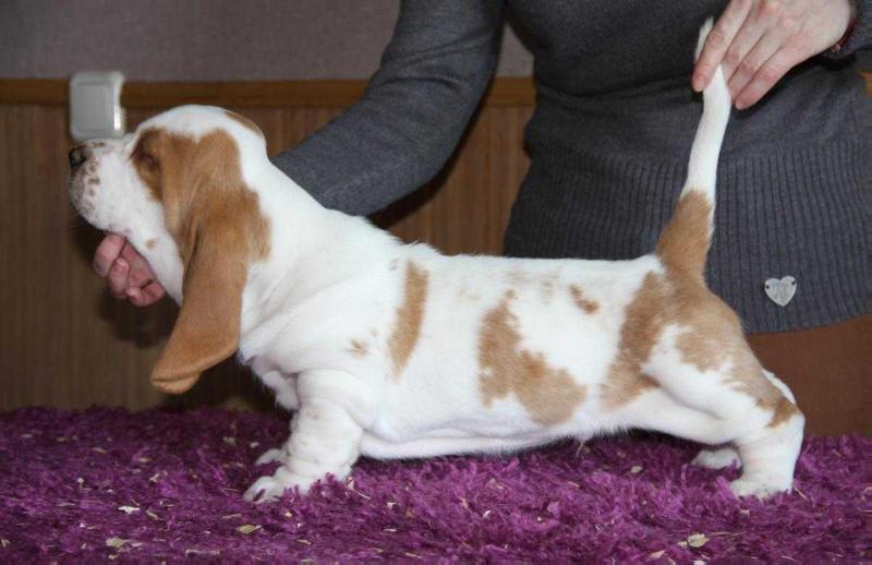 Elton Moy laskoviy i neznniy zver' | Basset Hound 