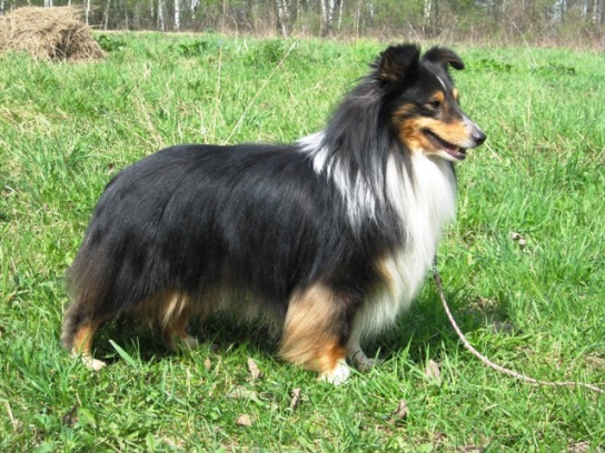 Blenmerrow Borodin | Shetland Sheepdog 