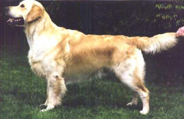 Trewater Trailblazer | Golden Retriever 