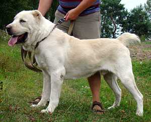 Ashalan Agass Vargun | Central Asian Shepherd Dog 