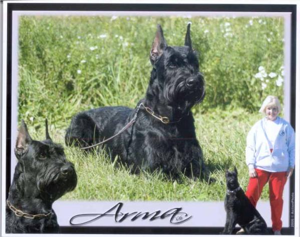 Arma vom Kristallschloss | Giant Schnauzer 