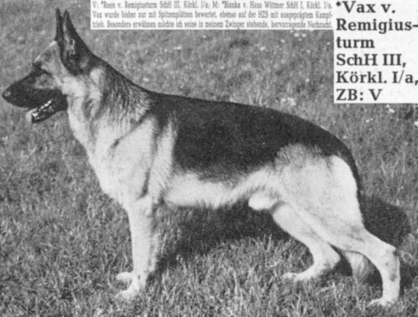 Vax vom Remigiusturm | German Shepherd Dog 