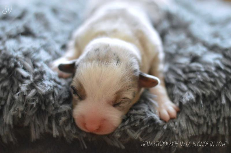 SEVASTOPOLSKIY VALS BLONDI IN LOVE | Cardigan Welsh Corgi 