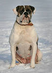 BAFFI BEST | American Bulldog 