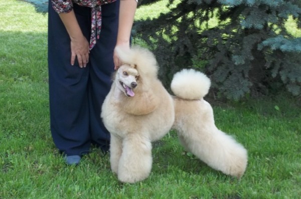 Zolotaya Osen iz Mimoletnogo Videnija | Poodle 