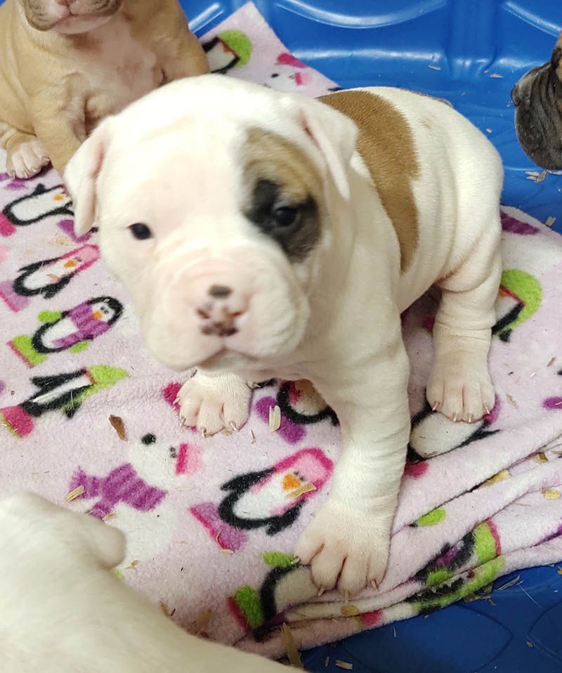 Bringe's Bullies Zena | American Bulldog 
