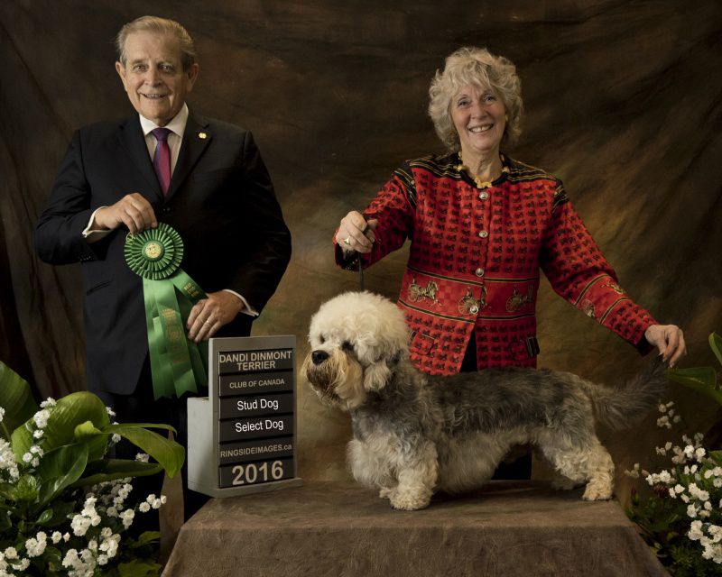 Glahms Frozen In Time | Dandie Dinmont Terrier 