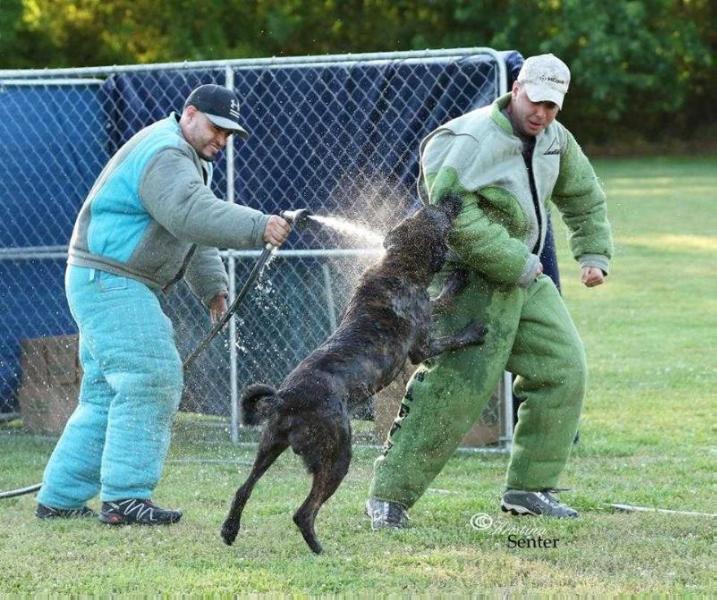 Land of OZ's Odin ( Engels) | Dutch Shepherd 