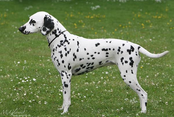 Jalynah aus dem Haus Punctum | Dalmatian 