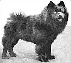 PUSA OF AMW?LL | Chow Chow 