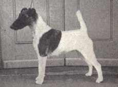 Newmaidley Florence | Smooth Fox Terrier 