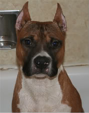 Mt. Brier's Fire In The Sky | American Staffordshire Terrier 
