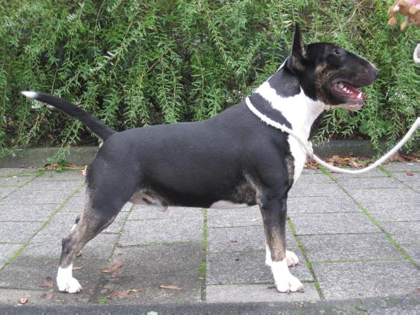 Seaside Bully's Candy Man | Bull Terrier 