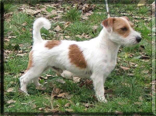 ZIOMAL Magor | Jack Russell Terrier 