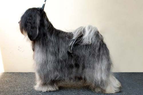 FALAMANDUS MON MONOPOLE | Tibetan Terrier 