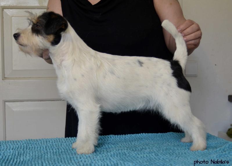 Tsarodej Fifth Avenue | Jack Russell Terrier 