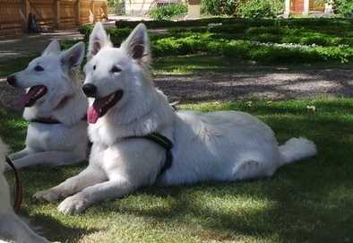 Perro Blanco`s Kolja Hunter | White Swiss Shepherd Dog 