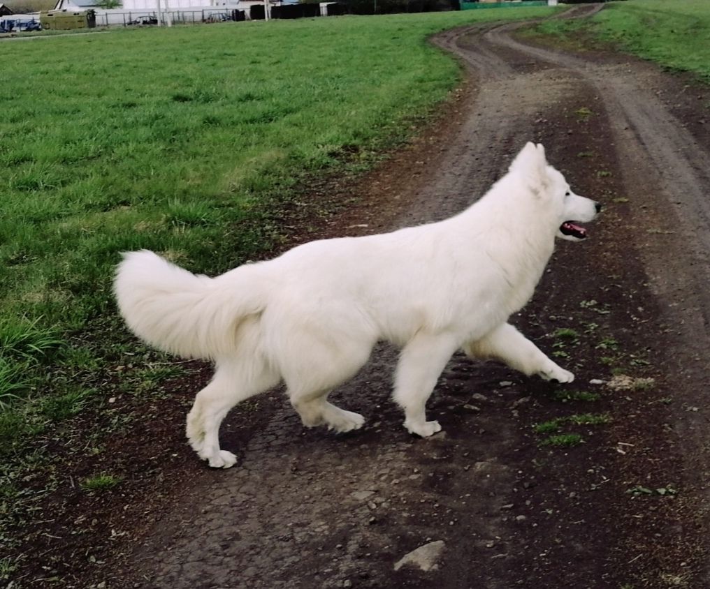 Arden Sol Egor | White Swiss Shepherd Dog 