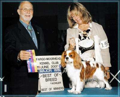 Oliver Twist Perle Du Sahel | Cavalier King Charles Spaniel 