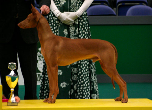 Xoes | Pharaoh Hound 