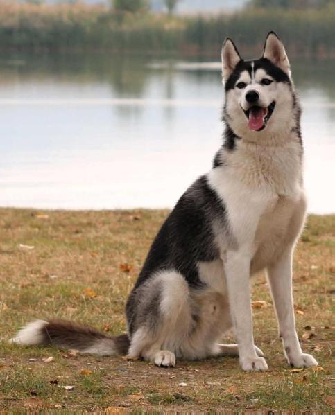 Saskatchewan Siwash Legend | Siberian Husky 