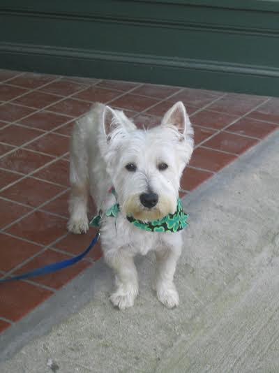 Sullivan's O.Possum | West Highland White Terrier 