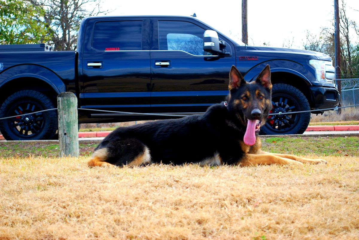 Uno Jr. V Bora | German Shepherd Dog 