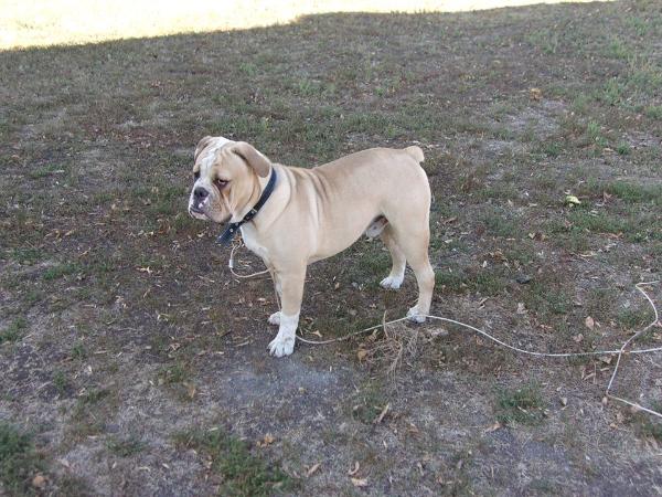 St. Croix Bulldozer | Olde English Bulldogge 