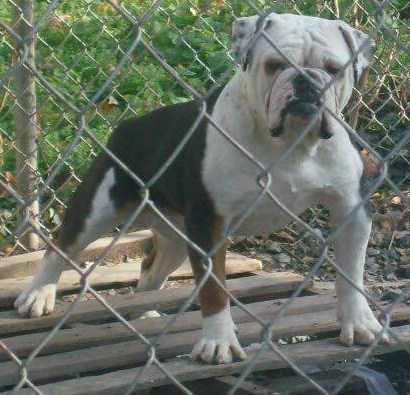 ArrowHead/AZ TSB Sarge | Olde English Bulldogge 