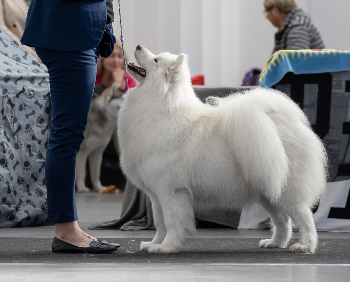 Chosago FCI FELISYA OD FUJI | Samoyed 