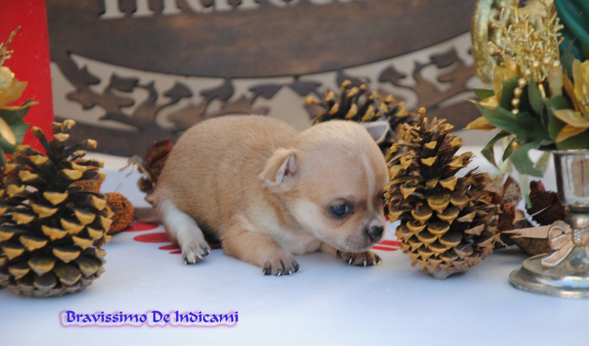 Bravissimo De Indicami | Chihuahua 