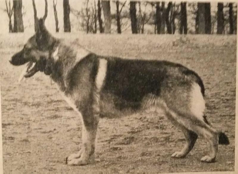 Gero vom Kornmarkt | German Shepherd Dog 